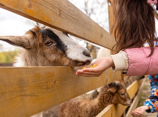 Girl feeds animal from hand
