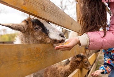 Girl feeds animal from hand
