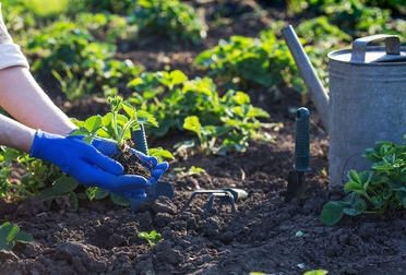 Person planting strawberries in a field